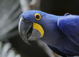 Jaka jest największa mniejszość narodową w Polsce?