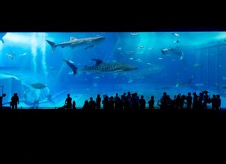 Czy rekiny w Bałtyku są niebezpieczne? Czy rekiny w Bałtyku są niebezpieczne?