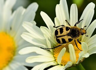 Co przed wylotem do Włoch?