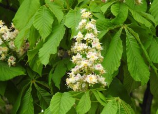 Jak wygląda matura we Włoszech?