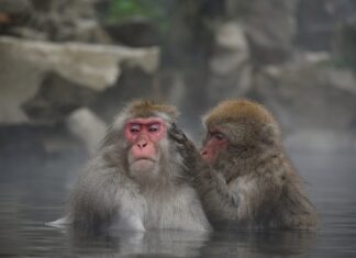 Co jedzą 100 latki?