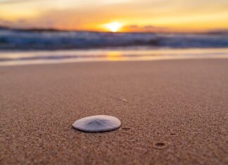 Czy we Włoszech są jeżowce?